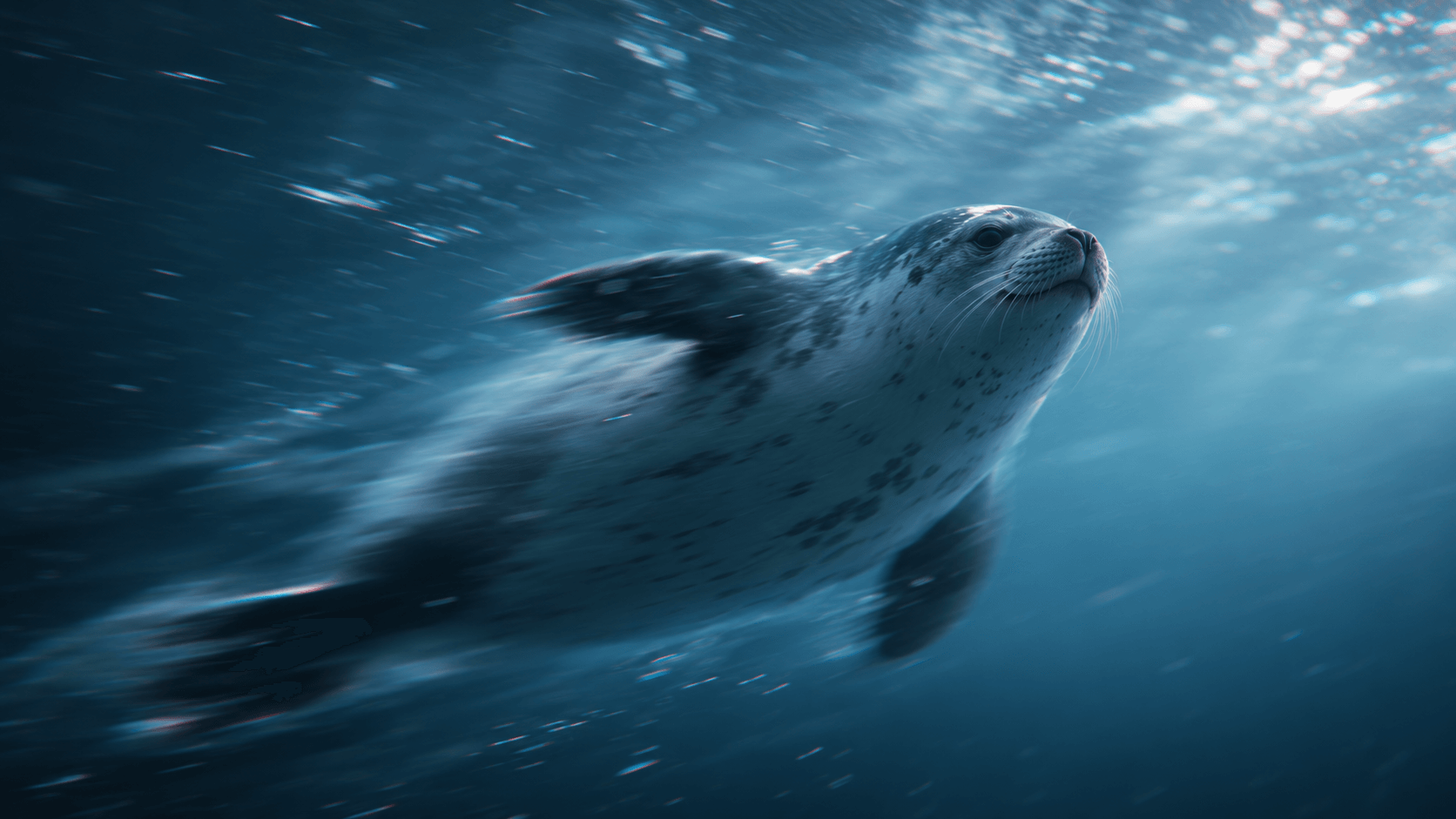 แมวน้ำว่ายอยู่ใต้น้ำ — Seal Interactive